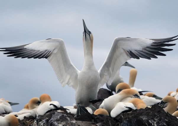 Gannets look for food around Bass Rock, the largest single island gannet colony in the world. Picture: PA