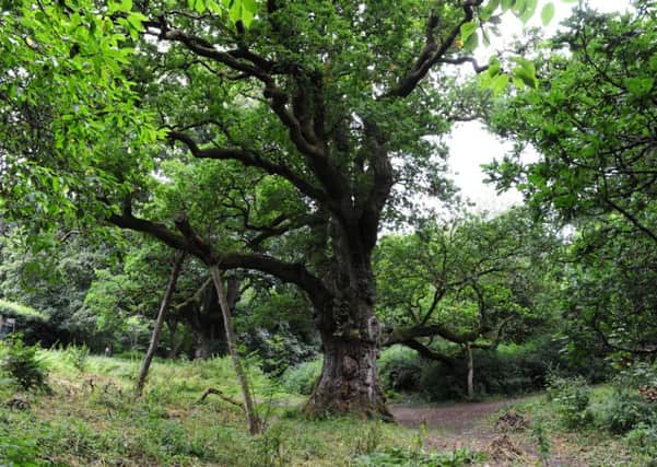 The famous Birnam Oak immortalised in Shakespeare's Macbeth.  Picture: Ian Rutherford