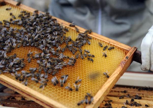 Millions of bees at threat after vandals strike. Picture: Greg Macvean