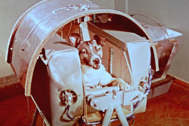 A dog on board Russian spacecraft Sputnik II in 1952