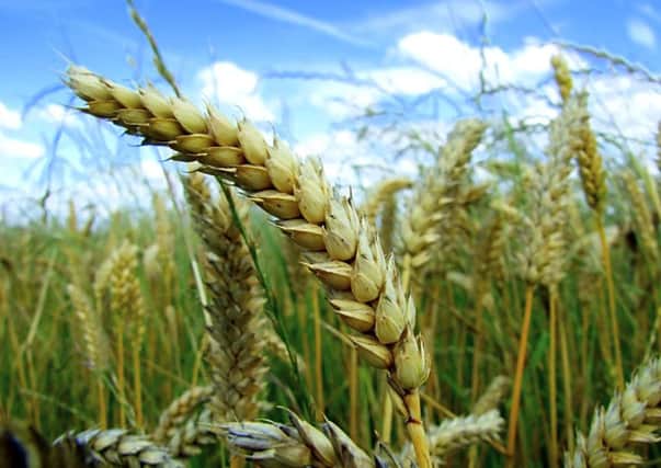 Irish cereal acreages are falling. Picture: Contributed