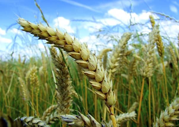 Irish cereal acreages are falling. Picture: Contributed
