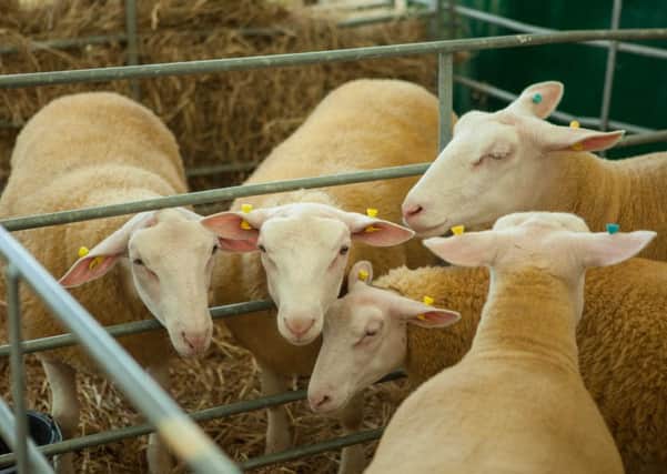 Researchers will examine how sheep producers can adapt to the changing climate. Picture: Toby Williams