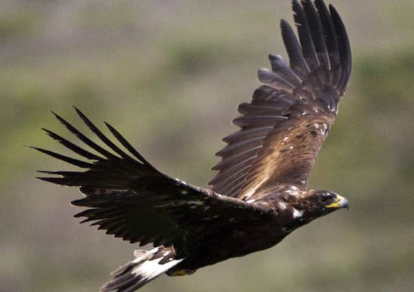 Row has broken out about 'missing' Golden Eagles. Picture: NPS/Wikimedia