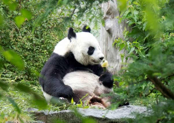 Tian Tian tucks into a bamboo ice lolly given to her as a special birthday treat. Picture: RZSS/Katie Pato/SWNS