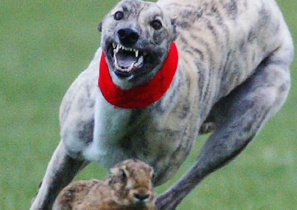 The hunting dog's DNA helped snare Colin Stewart. Picture: Contributed