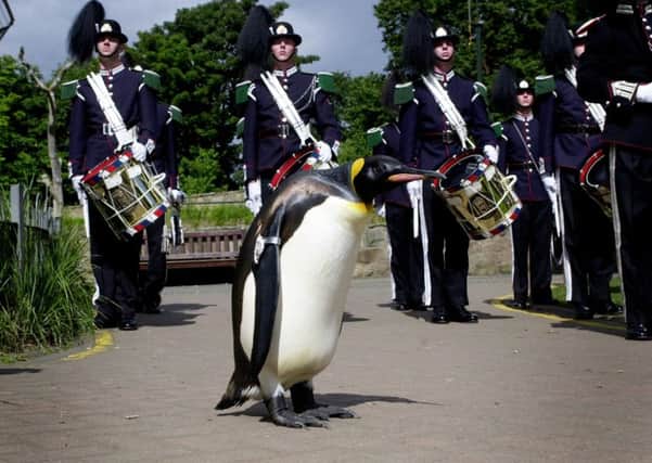 The King Penguin was made an honorary guardsman