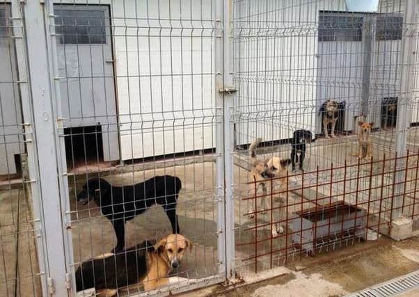 The dogs in the Breasta centre in the Romanian city of Craiova. Picture: