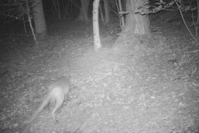 Footage which shows in the animal believed to be a wild wallaby in the Borders. Picture: SWNS