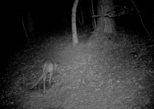 A retired farmer has captured on camera what he believes could be a wild wallaby living in Scotland. Picture: SWNS