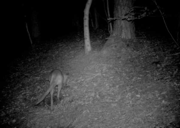 A retired farmer has captured on camera what he believes could be a wild wallaby living in Scotland. Picture: SWNS
