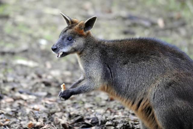 Wallabies are a species native to Australia. Picture: Greg Macvean