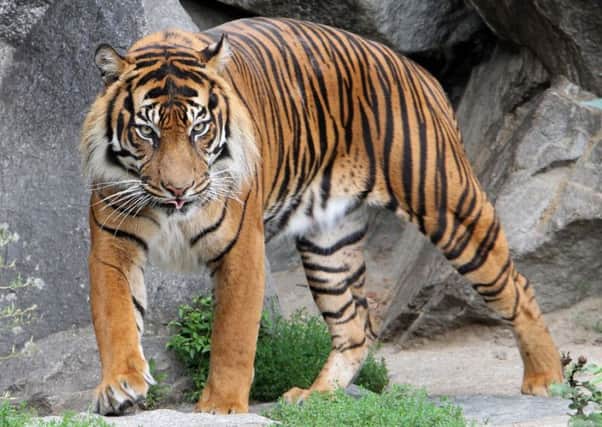 International Tiger Day is a day that acknowledges the worlds most iconic species. Picture: Contributed