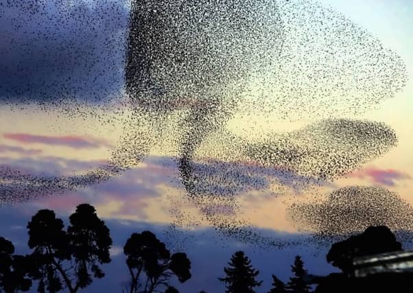 Gannets were among the species tracked in the study of migration. Picture: Getty Images
