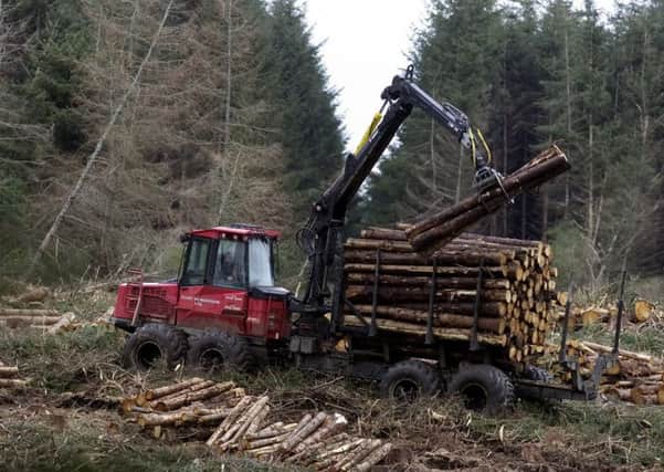 The failure to restock risks the long-term future of the sector, warned the Forestry Commission. Picture: Neil Hanna