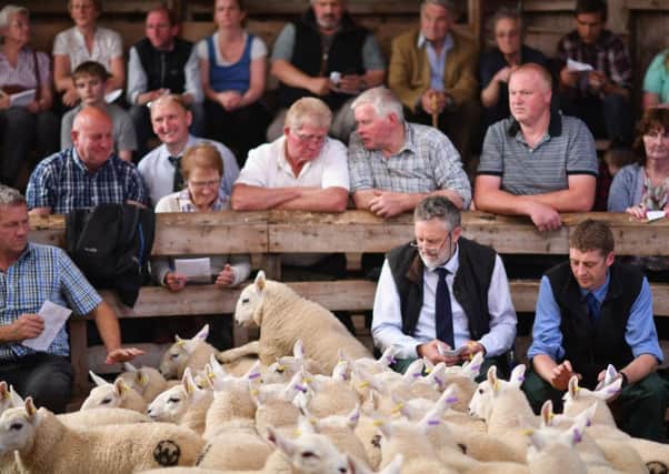 Lairg market hosts the annual lamb sale. Picture: Jeff J Mitchell/Getty Images