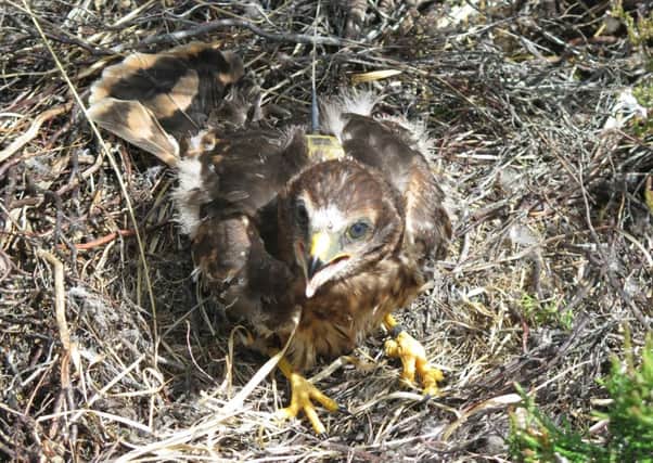 Tagged hen harrier Elwood has disappeared. Picture: Contributed