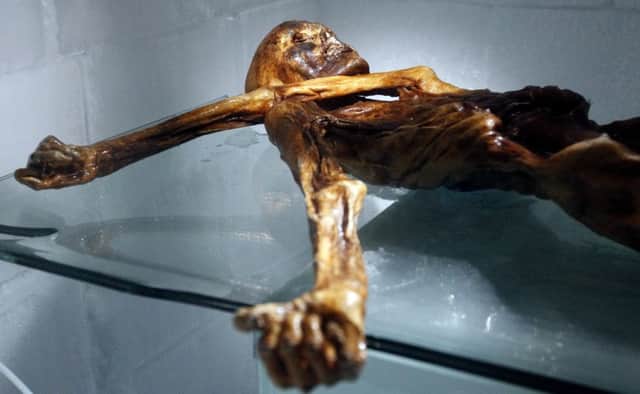 TO GO WITH AFP STORY BY PIERRE FEUILLY
The mummy of an iceman named Otzi, discovered on 1991 in the Italian Schnal Valley glacier, is displayed at the Archaeological Museum of Bolzano on February 28, 2011 during an official presentation of the reconstrution. Visitors will get to see Iceman Oetzi under a new light starting on March 1 at the South Tyrol Museum of Archaeology in Bolzano, which celebrates the 20th anniversary of the mummy's discovery. Based on three-dimensional images of the mummy's skeleton as well as the latest forensic technology, a new model of the living Oetzi has been created by Dutch experts Alfons and Adrie Kennis. AFP PHOTO / Andrea Solero (Photo credit should read Andrea Solero/AFP/Getty Images)