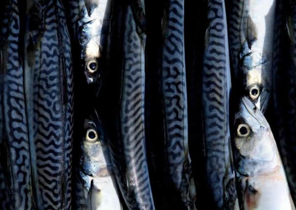 Mackerel hardly registered on the radar of consumers as a desirable fish to eat. Picture: PA