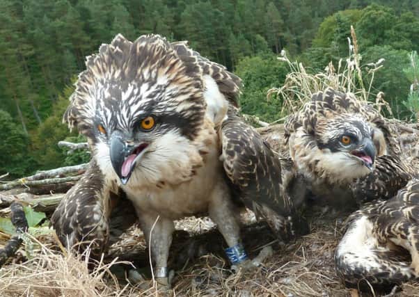 Osprey chicks. Picture: Contributed