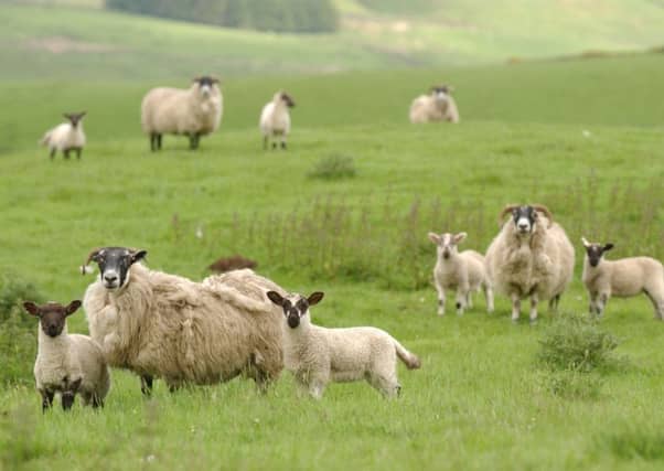 Hill farming is set to become less labour intensive. Picture: Phil Wilkinson