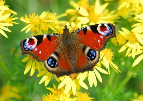 Conservationists fear populations of butterflies such as the peacock have been hit by this summers unseasonably wet weather. Picture: Contributed