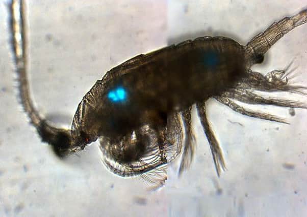 A tiny copepod which has ingested microbeads from a facewash. The beads are seen shining blue. Picture: Contributed