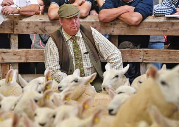 Lamb prices were tested at the Lairg sales. Picture: Jeff J Mitchell/Getty Images