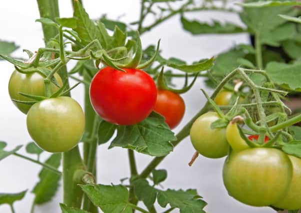 You may have to remove some leaves to help tomatoes ripen. Picture: Getty Images/iStockphoto