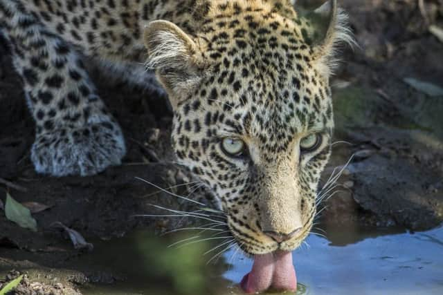 A leaopard at a waatering hole. Picture: Jonathan and Angie Scott