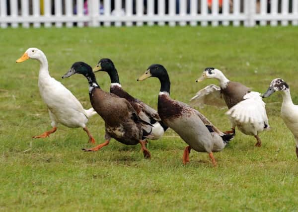Police are hunting duck thieves in Laurencekirk. Picture: Ian Rutherford/TSPL