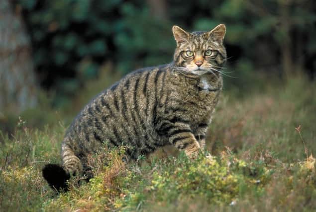 The Scottish wildcat is endangered. Picture: Contributed