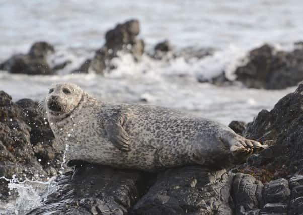 Harbour seal populations on the east coast are struggling but are on the rise further west. Picture: Getty Images/iStockphoto