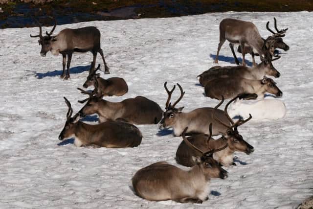 Reindeer enjoy the summer snow in the Cairngorms. Picture: SWNS
