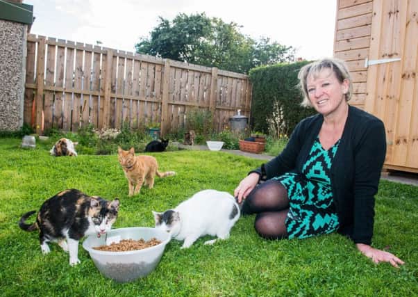 Laura Inglis with some of her 41 cats. Picture: Ian Georgeson