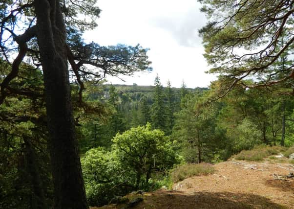 Creagan Loisgte affords good views over the trees in Strathbraan. Picture: Nick Drainey