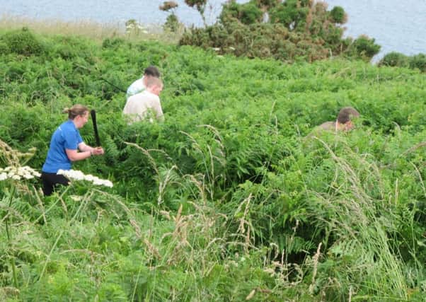 Controlling bracken is a major job for farmers. Picture: Contributed