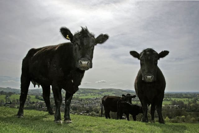 Cattle farmers asked to help map use of antibiotics