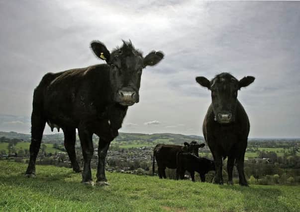 The study is aimed at refining the use of antibiotics in farming. Picture: Christopher Furlong/Getty Images