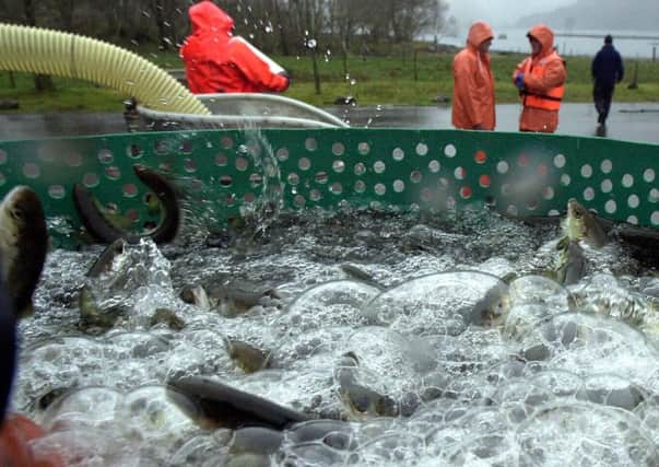 Salmon is Scotland's largest food export. Picture: Stephen Mansfield