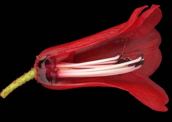 R. neriiflorum ssp. phaedropum. Picture: Contributed