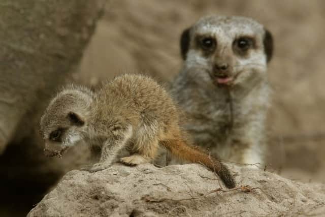 Ronnie, one of two baby meerkat pups, after being recently born at Blair Drummond Safari Park. Picture: PA