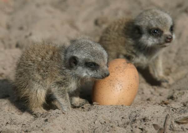 Ronnie and Reggie, baby meerkat pups, explore their enclosure at Blair Drummond Safari Park. Picture: PA