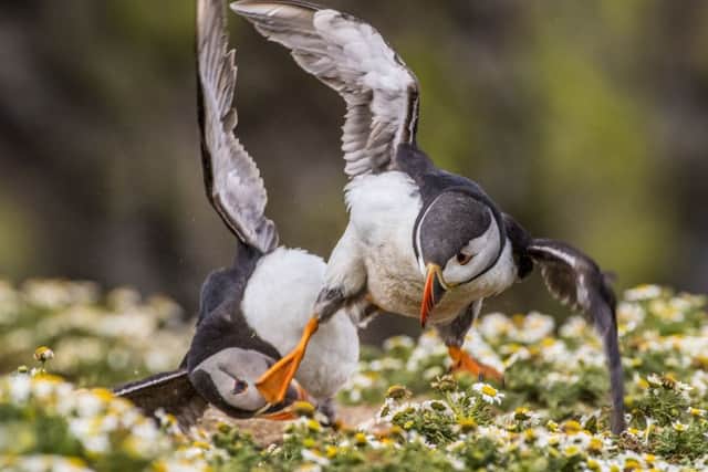 12-18 years winner Kung Fu puffins, by Rebecca Bunce, 18. Picture: PA