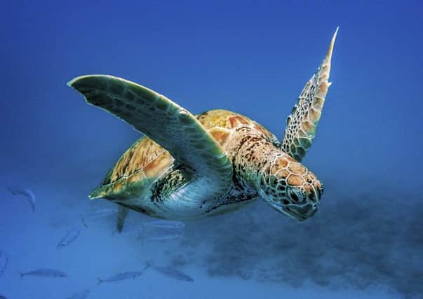 One of the highlights of going to Barbados is swimming with turtles. Pic: TSPL