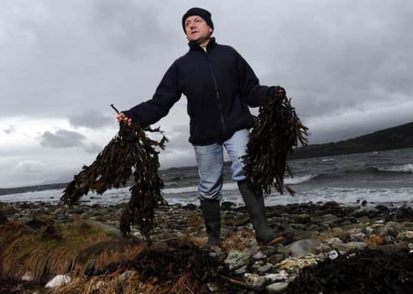 Harvested seaweed is now put to a wide variety of uses, from fertiliser to food to biofuel research. Picture: Robert Perry