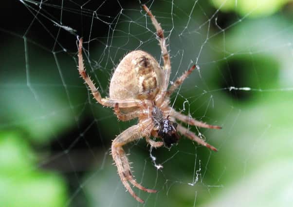 Spiders are entering the breeding season. Picture: Tony Marsh/JP