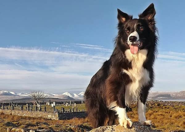 Blaze the four-year-old collie made it through to the finals of the VisitScotland Ambassadog competition earlier this year.    Picture: Steve Millar