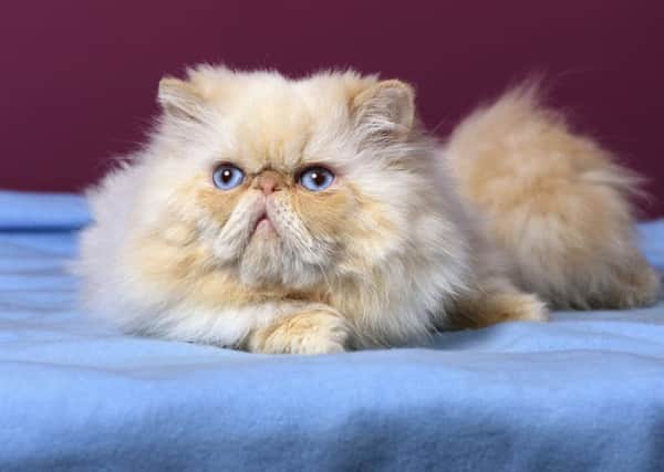 Persian cats are among those with possible problems. Picture: contributed