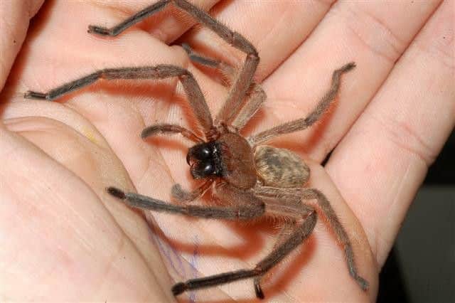 Huntsman spider. Picture: Creative Commons